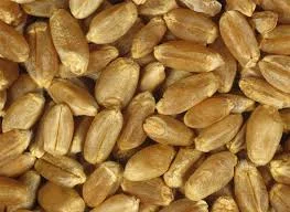 ORGANIC WHEAT MIDDS